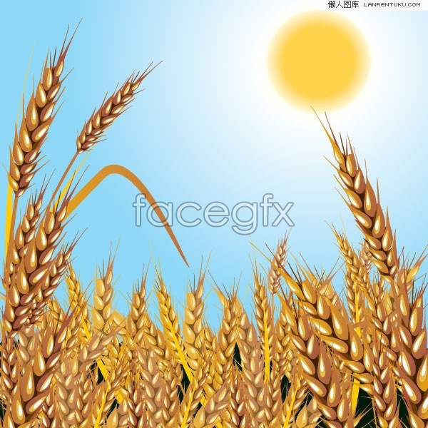 600x600 Wheat Harvest Vector Over Millions Vectors, Stock Photos, Hd