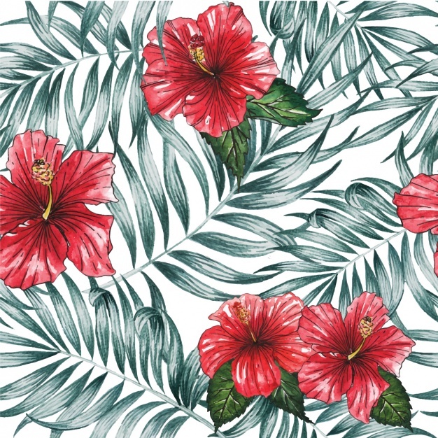 626x626 Hibiscus Vectors, Photos And Free Download