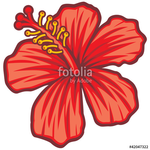 500x500 Beautiful Red Hibiscus Flower Stock Image And Royalty Free Vector
