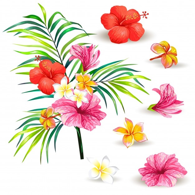 626x626 Hibiscus Vectors, Photos And Free Download