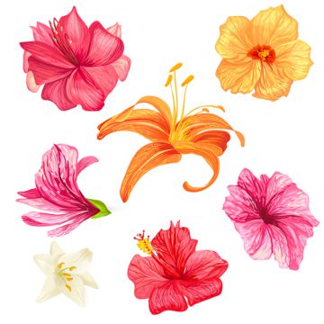 360x360 Hibiscus Png, Vector, And Clipart With Transparent Background