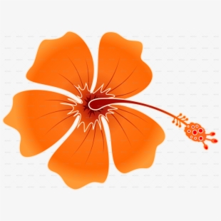 310x310 Hibiskis Png Clipart Shoeblackplant Roselle