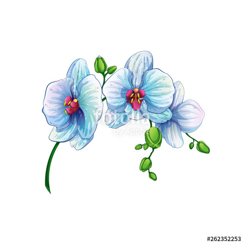 500x500 Beautiful Branch With Orchid Flowers On A White Background