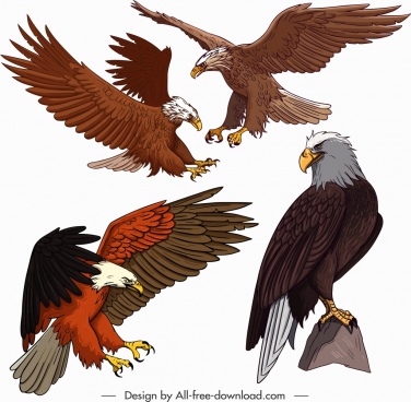 376x368 Hawk Free Vector Download