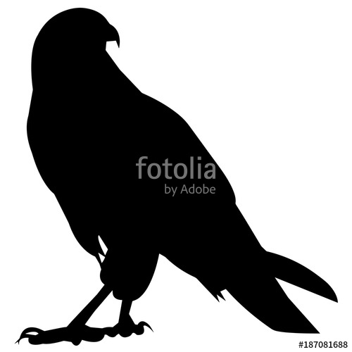 Hawk Stock Image And Royalty Free Vector 500x500 Hawk Stock Image And Royalty Free Vector