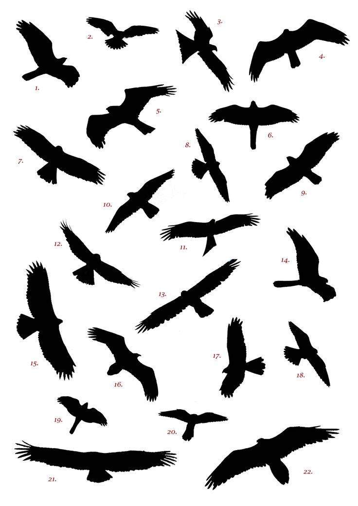 Prey Clipart Hawk Silhouette For Free Download And Use Images 736x1041 Prey Clipart Hawk Silhouette For Free Download And Use Images