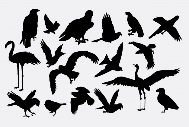 Crane Hawk And Eagle Bird Animal Silhouette Vector Premium Download 626x421 Crane Hawk And Eagle Bird Animal Silhouette Vector Premium Download