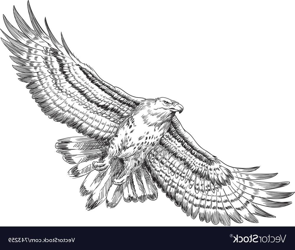 Black Hawk Vector at Vectorified.com | Collection of Black Hawk Vector ...