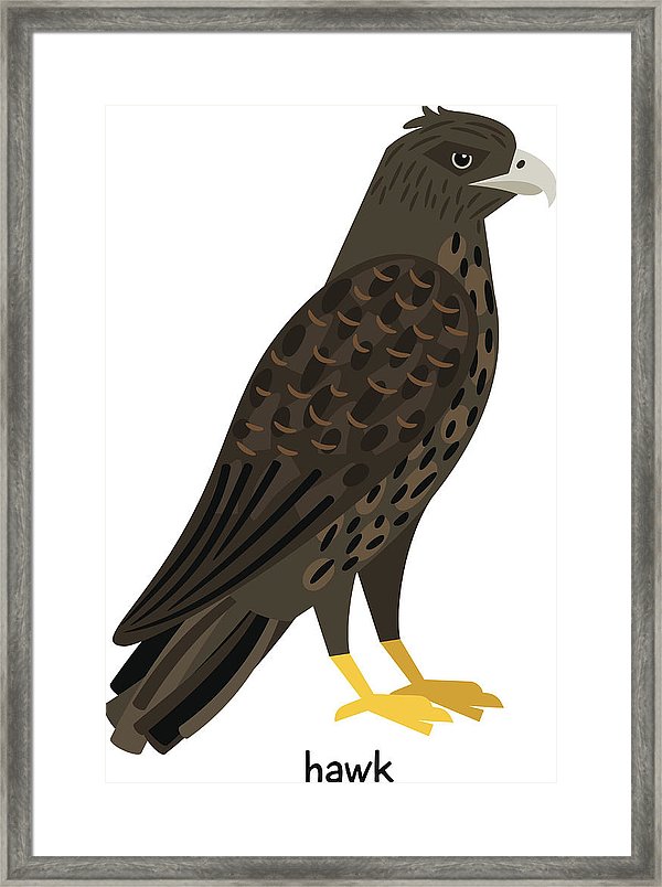 600x804 Hawk Vector Illustration Framed Print