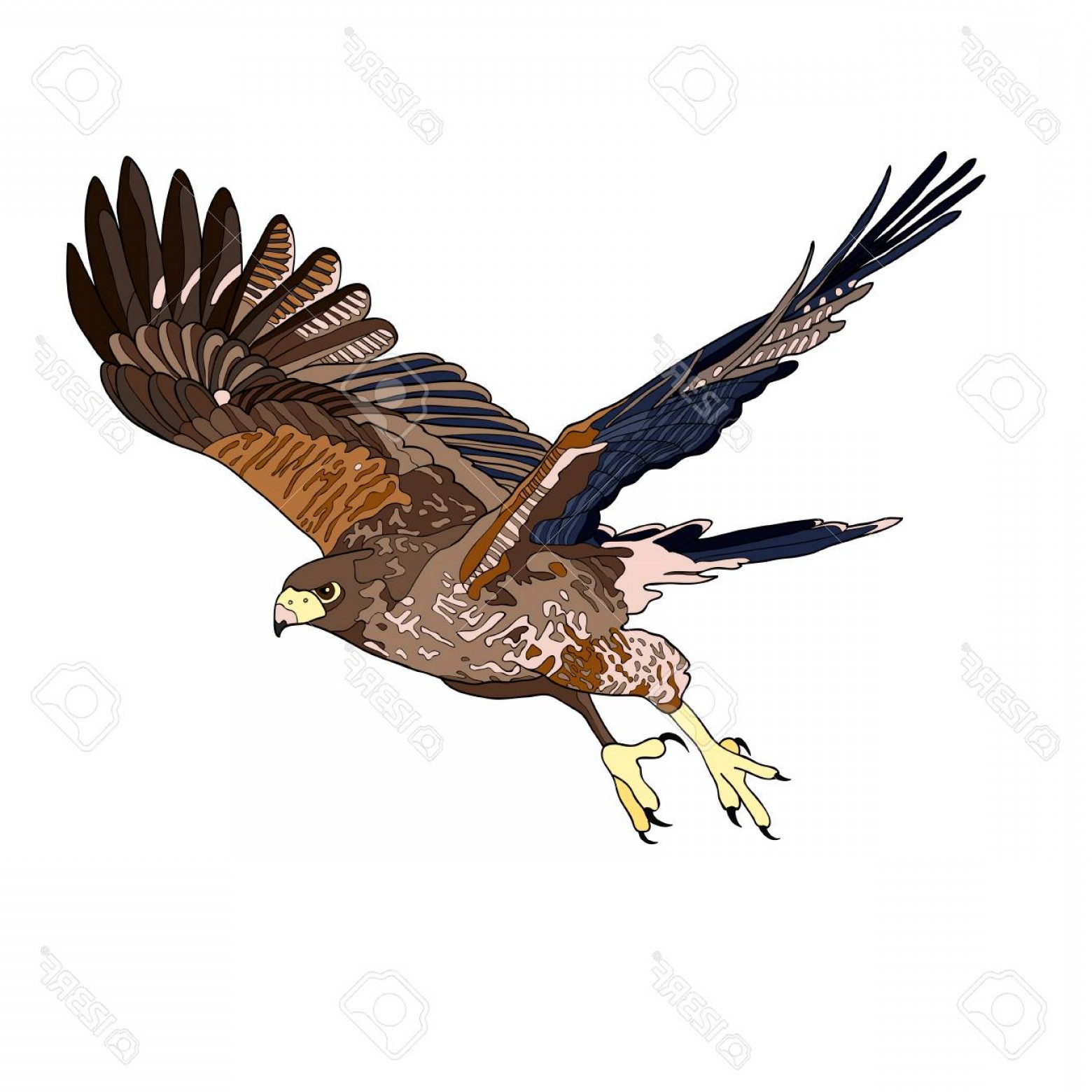 1560x1560 Photostock Vector Vector Illustration An Image Of A Flying Hawk