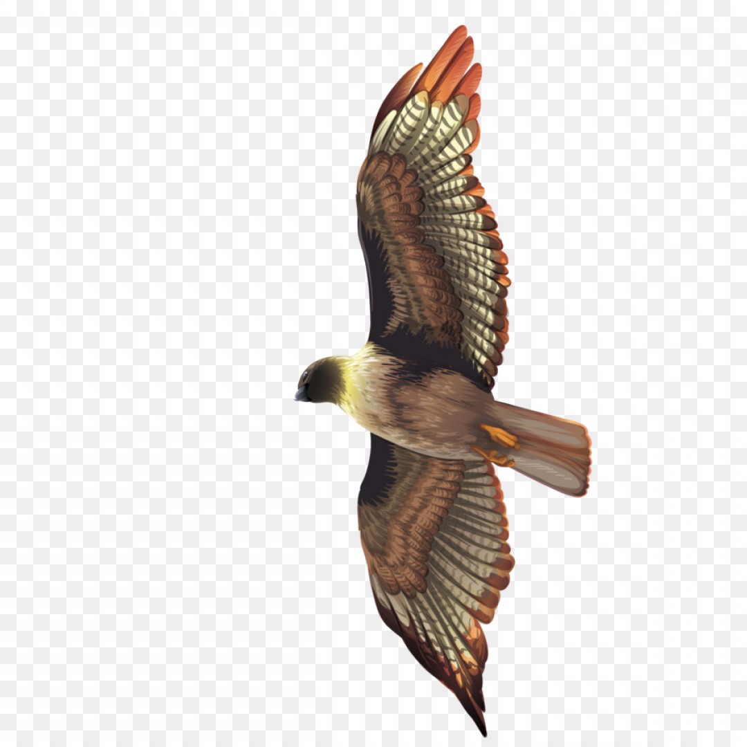 1080x1080 Png Bird Crows Hawk Eagle Vector Flying The Eagle Hoodamathrun