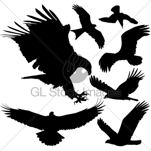 500x500 Eagle Hawk Vector Silhouettes Gl Stock Images