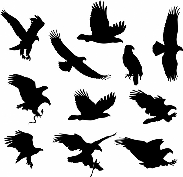 600x582 Eagles Free Vector In Adobe Illustrator