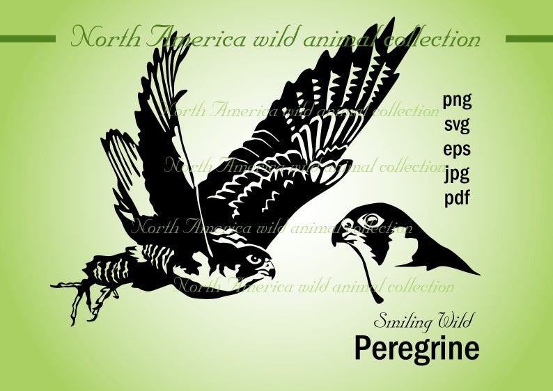 794x562 Peregrine Falcon Clipart Vector Graphic Art Duck Hawk Art Etsy