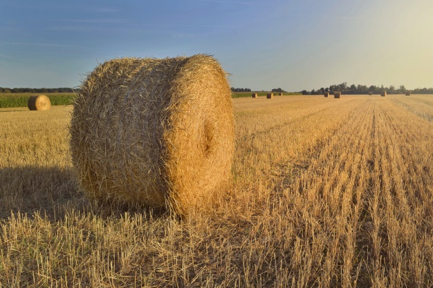 626x417 Hay Bale Vectors, Photos And Free Download