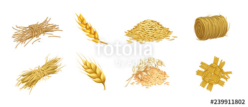 Vector Set Of Isolated Images Of Grain Crops And Ears Of Hay 500x216 Vector Set Of Isolated Images Of Grain Crops And Ears Of Hay