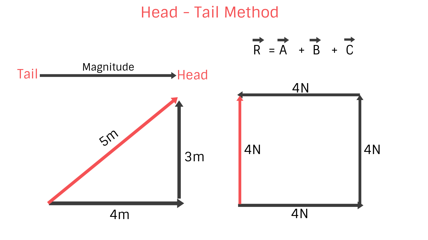 Head To Tail Vector at Vectorified.com | Collection of Head To Tail