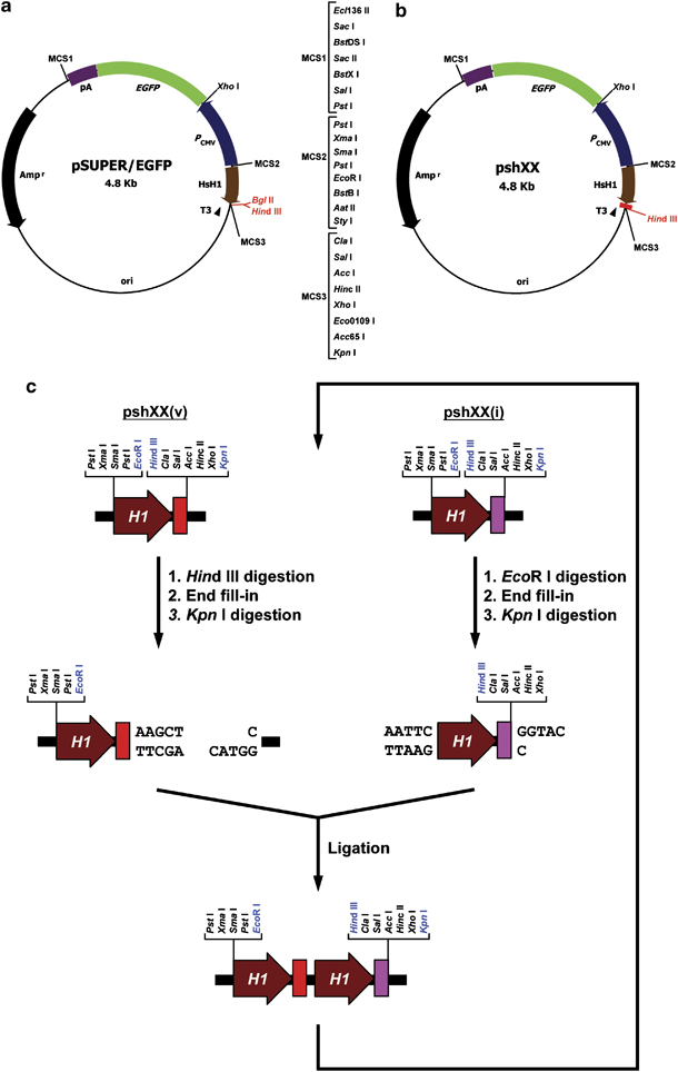 Design And Strategy For Constructing A Head To Tail Tandem Array 610x964 Design And Strategy For Constructing A Head To Tail Tandem Array
