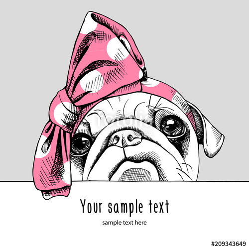 500x500 Portrait Of A Pug In The Pink Headband Vector Illustration