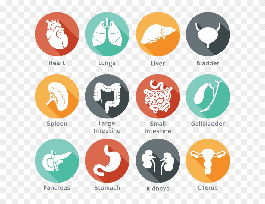 880x677 Healthy Vector Clipart Clip Transparent