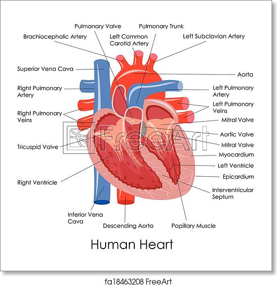 561x581 Free Art Print Of Human Heart Anatomy Vector Illustration