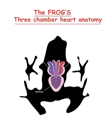 384x450 Frog Heart Anatomy On Black Dog Silhouette With Shadow Isolated