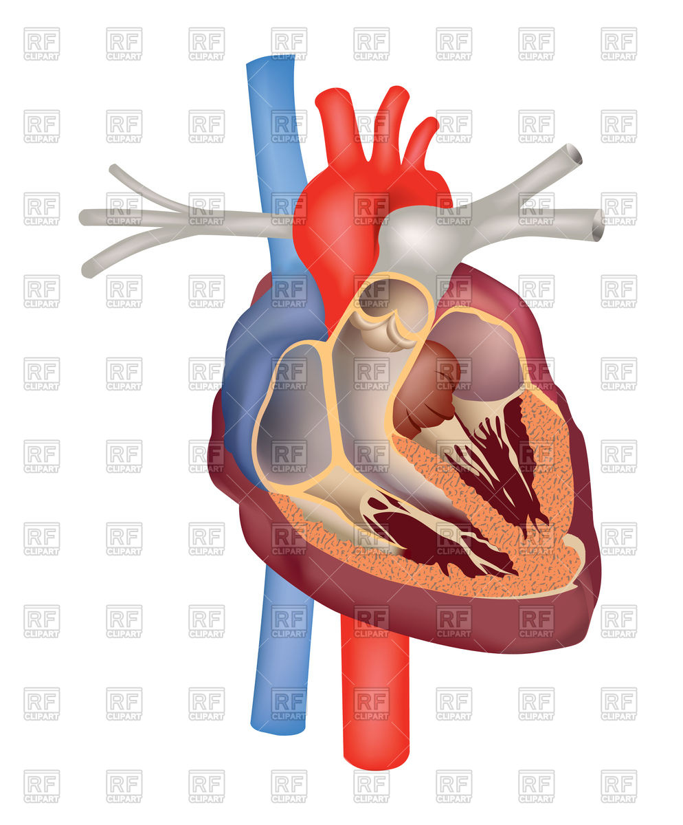 994x1200 Heart Anatomy Medical Sign Vector Image Of Healthcare, Medical
