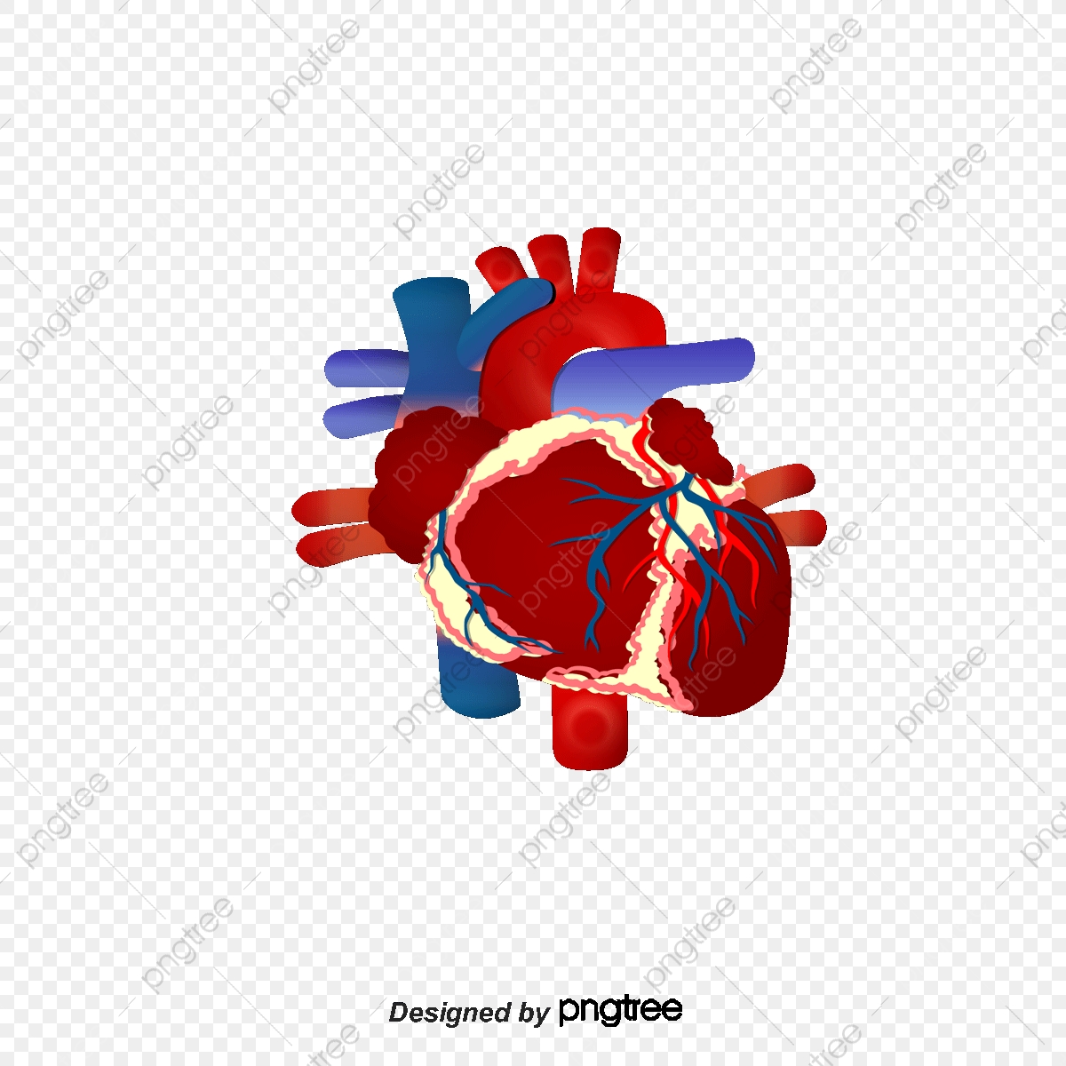 1200x1200 Human Heart Anatomy, Decoration, Vector Png And Vector