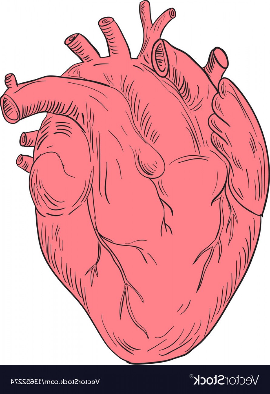 890x1296 Human Heart Anatomy Drawing Vector Cqrecords