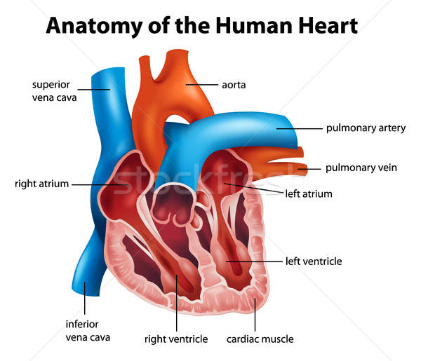 600x515 Human Heart Anatomy Vector Illustration Daniel Cole