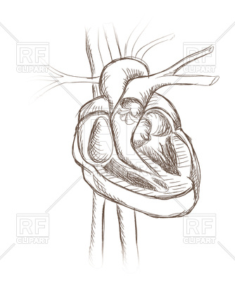 334x400 Human Heart