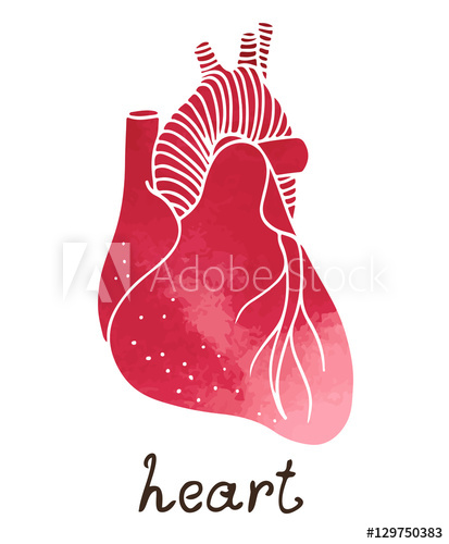 413x500 Human Heart Anatomy, Vector Watercolor Illustration