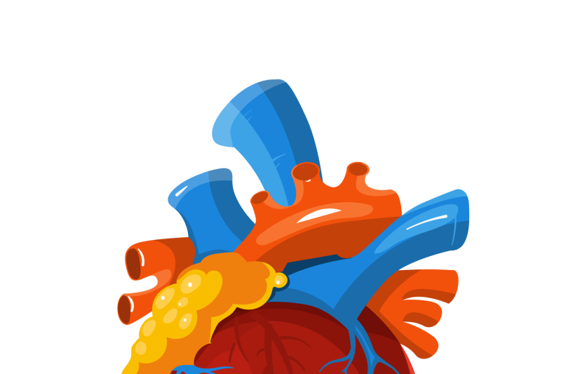 800x533 Human Heart Anatomy Vector Medical Illustration
