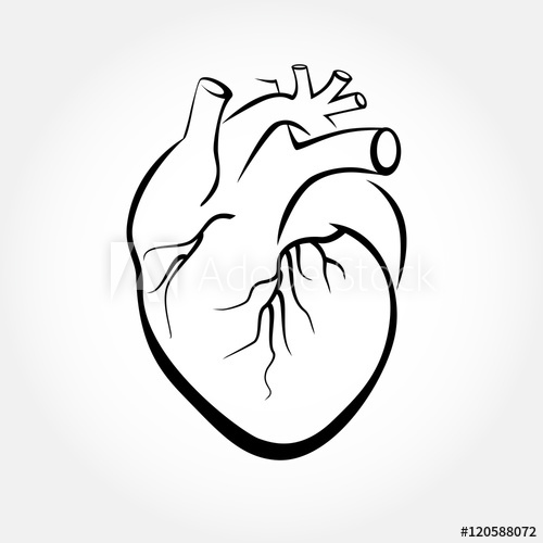 500x500 Human Heart Anatomy Vector Simple Design Stylized Drawings