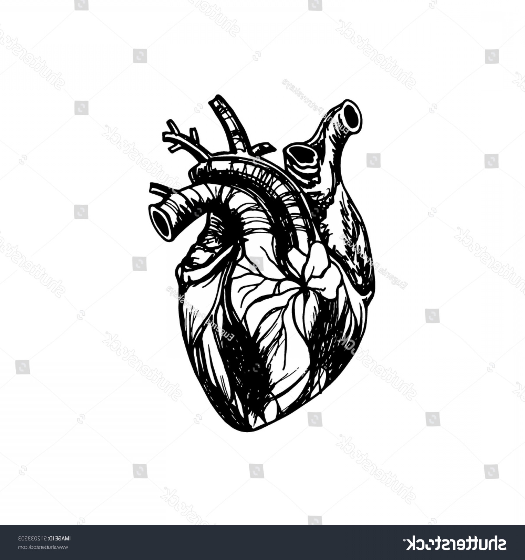1800x1920 Anatomical Heart Vector Art Catchsplace