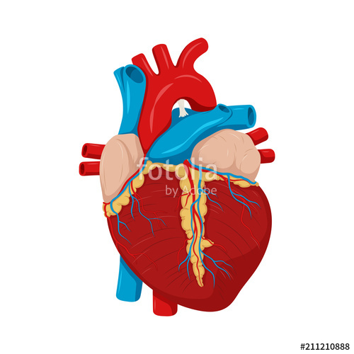 Heart Anatomy Vector at Vectorified.com | Collection of Heart Anatomy ...