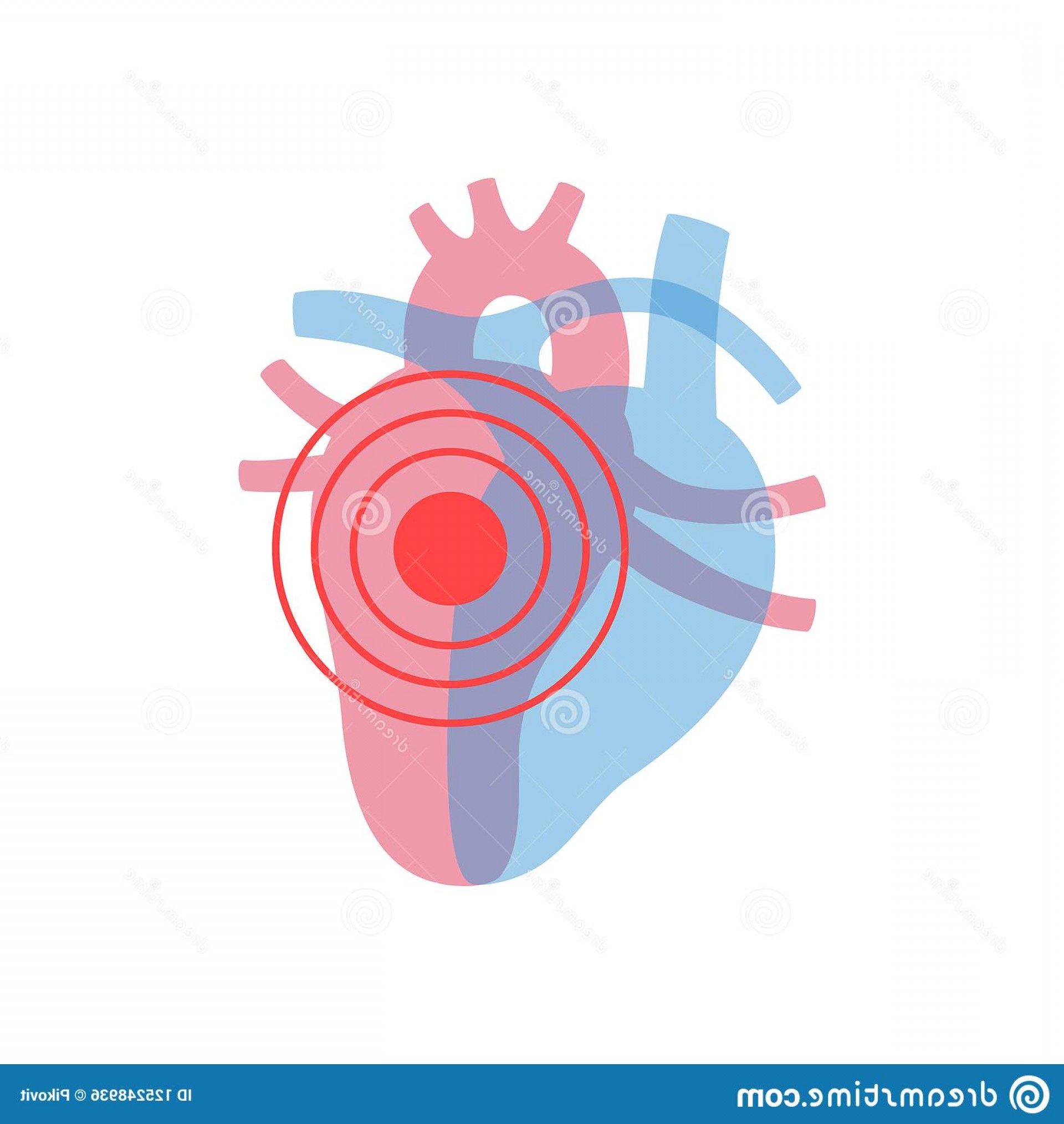 1920x2028 Vector Isolated Illustration Heart Anatomy Human Circulatory
