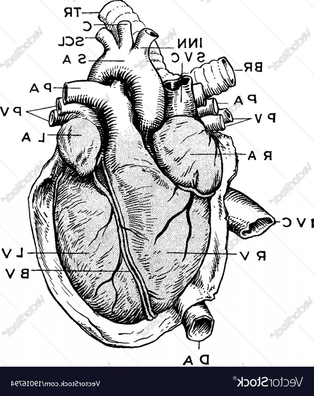1027x1296 Vectors Anatomy Drawing Cqrecords