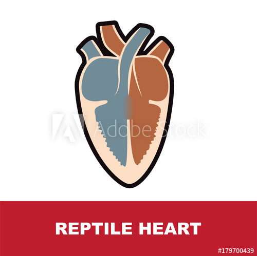 500x499 Reptile Schematic Heart Anatomy Vector Illustration