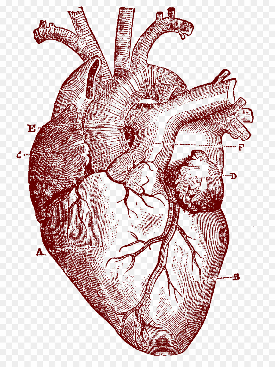 Heart Anatomy Vector at Collection of Heart Anatomy