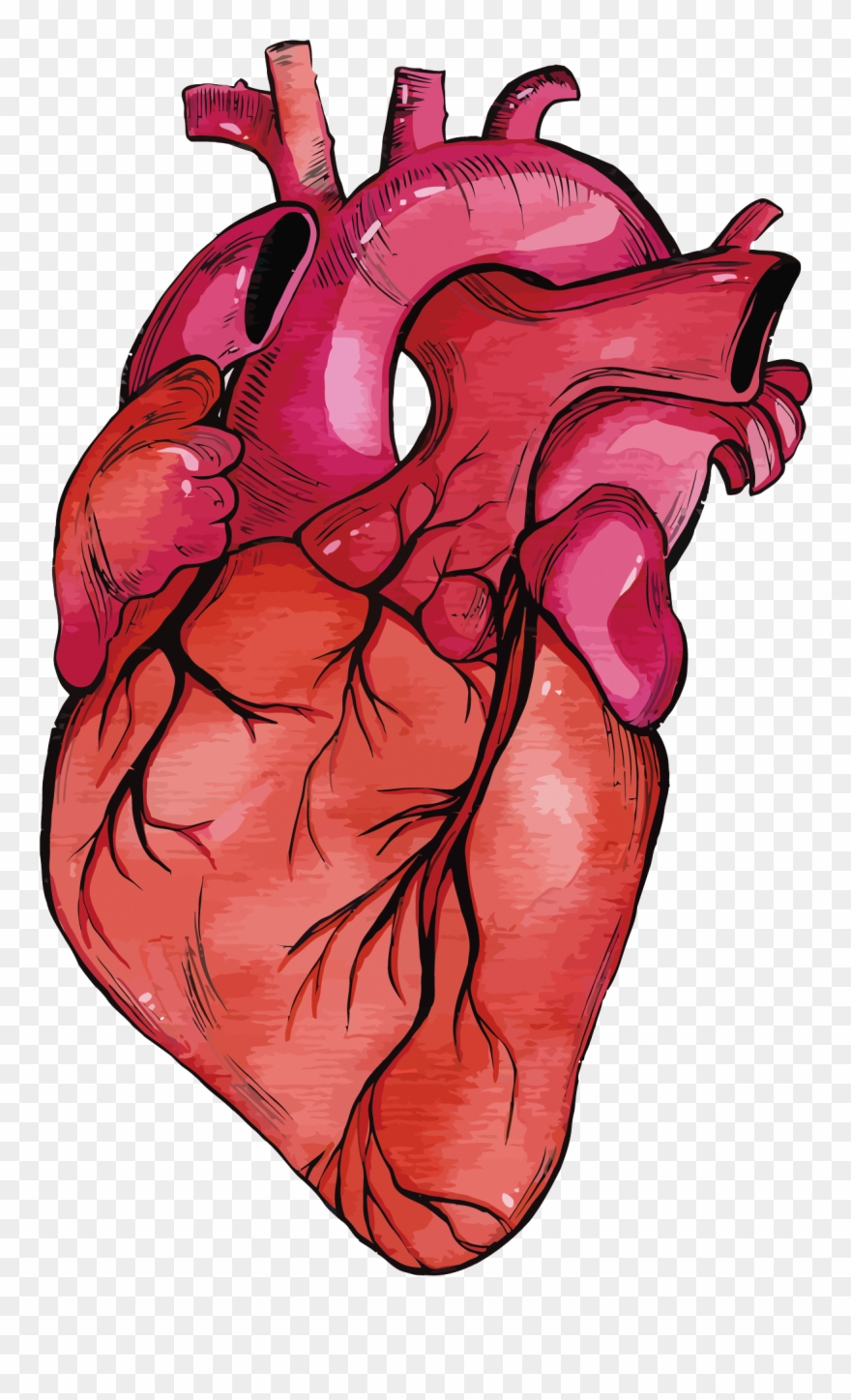 880x1447 Anatomy Vector Human Heart Clipart Transparent Stock