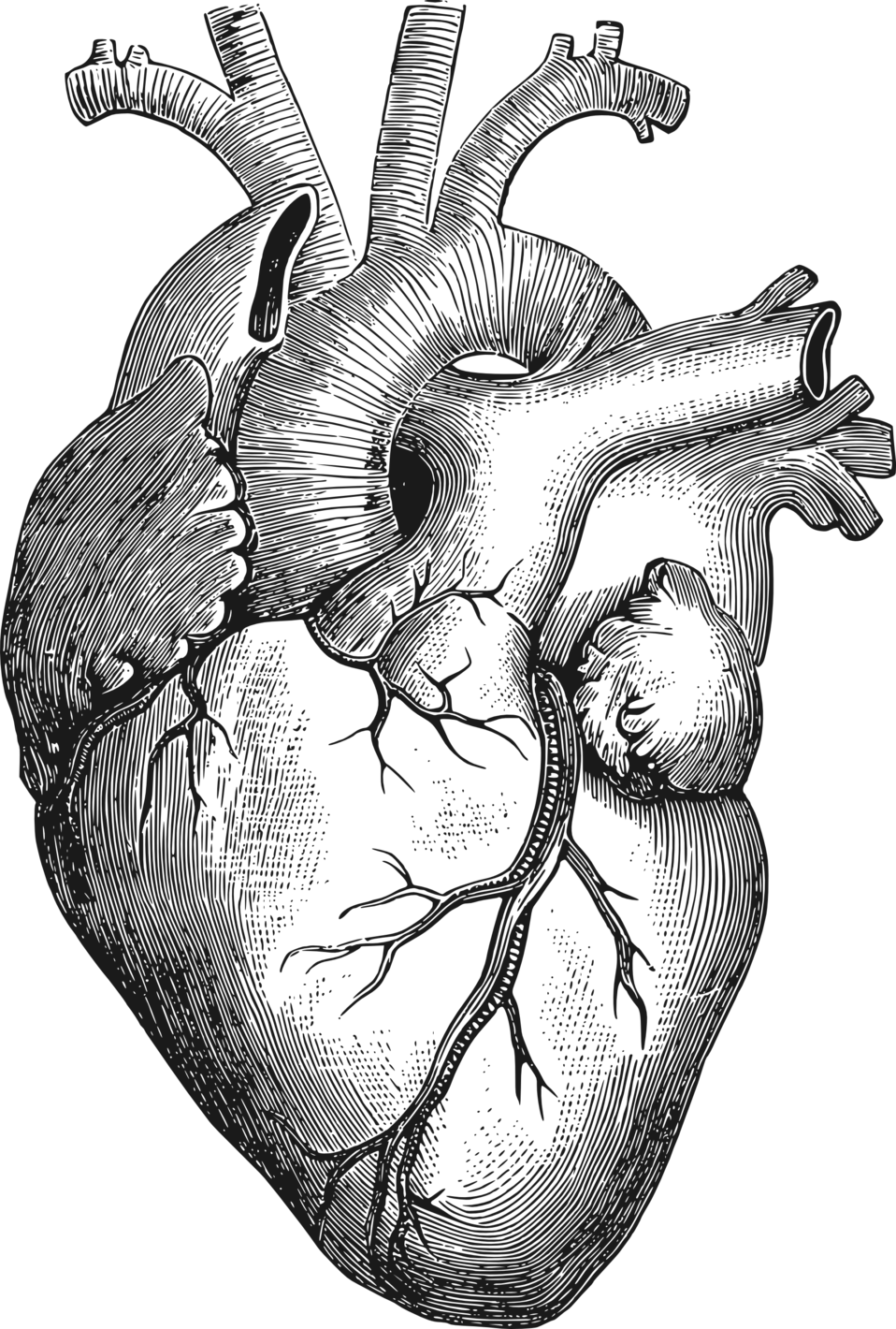 958x1420 Download Diagram Organ