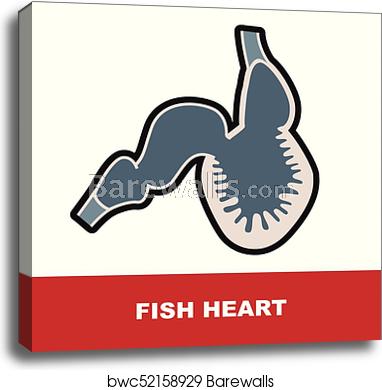 382x390 Fish Heart Anatomy, Canvas Print Barewalls Posters Prints