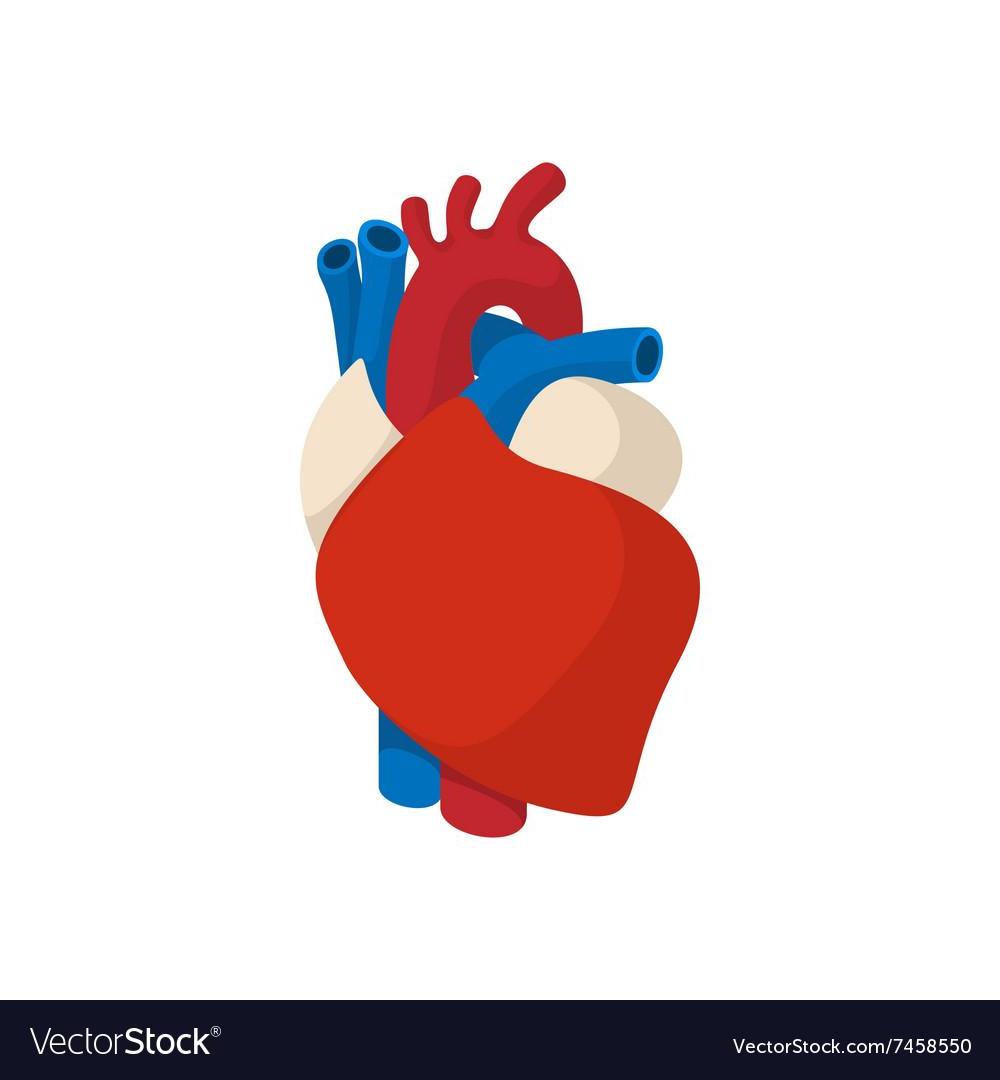 Best Top Human Heart Cartoon Icon Vector Photos Design 1000x1080 Best Top Human Heart Cartoon Icon Vector Photos Design