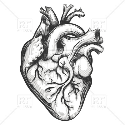 400x400 Human Heart Drawn In Engraving Style Vector Image Of Healthcare
