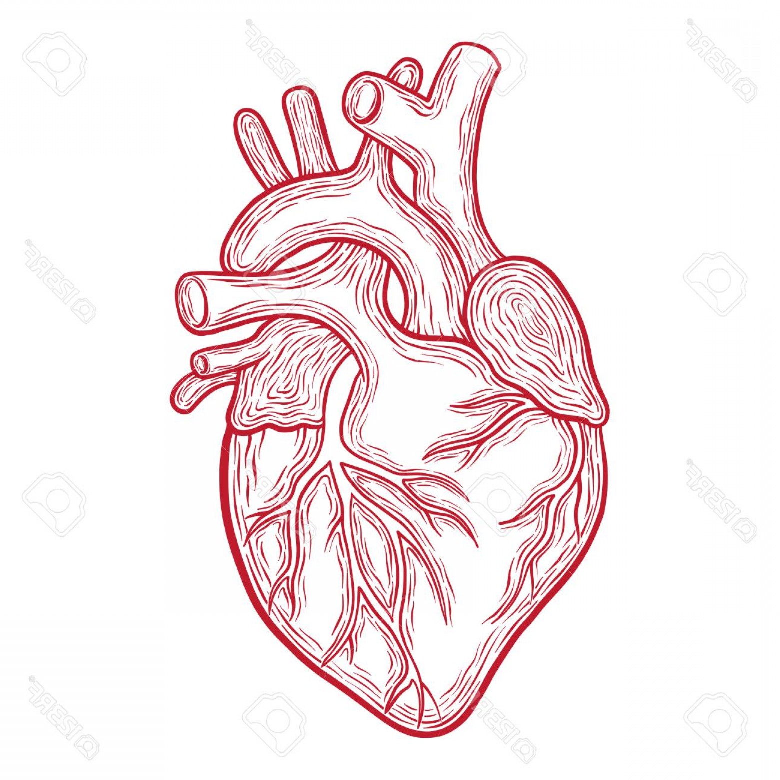 Сердце человека для печати