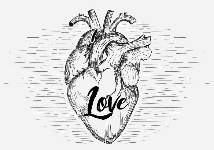 700x490 Human Heart Free Vector Art
