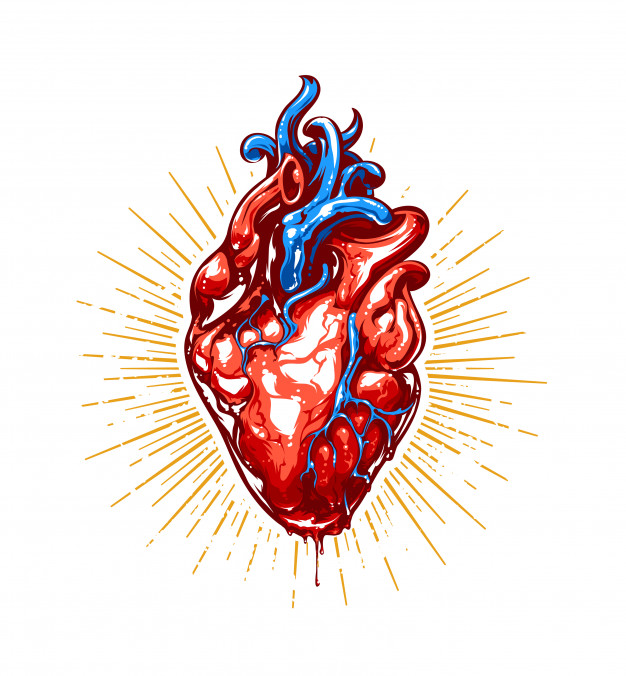 626x676 Realistic Heart Illustration Vector Free Download