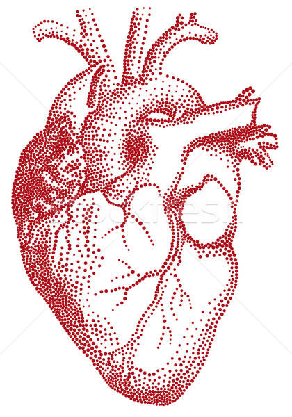 420x600 Human Heart, Vector Vector Illustration Beaubelle