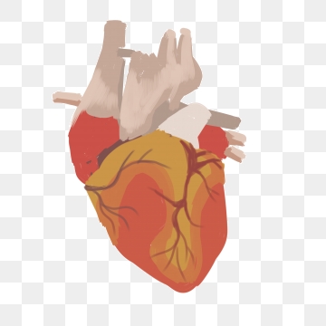 360x360 Heart Organ Png, Vector, And Clipart With Transparent